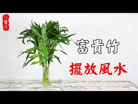 富貴竹幾多支好|開運富貴竹風水指南：如何選擇數量？避免這6個禁忌，提升家庭。